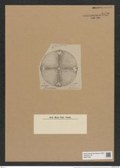 Aulacodiscus quadrans A. Schm. (de-Toni-Nr.: Genus 182, Species 4503) Zeichnungen Sammlung Grunow Nr. 8070 (NHMW-BOT-W0377395)